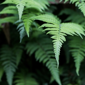 Broadfern