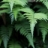 Broadfern