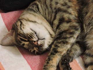 photo/7fd76328-8268-4899-ab8a-f3e47609f2f6-3