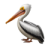 pelikan